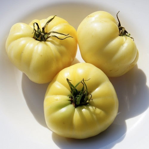 Vleestomaat 'Golden Mikado' / 'shah'