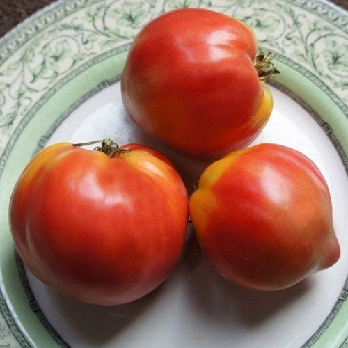 Beefsteak tomato 'Grandpa Cox' / 'Grandpa's Cok's Plum' / 'Grandpa