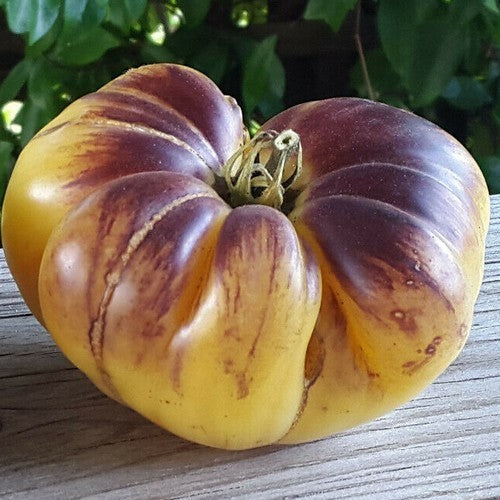 Vleestomaat 'Great White' X 'Oso Blue P20' / 'Great Whit'
