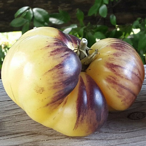 Vleestomaat 'Great White' X 'Oso Blue P20' / 'Great Whit'