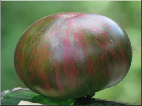 Vleestomaat 'Green Copia'
