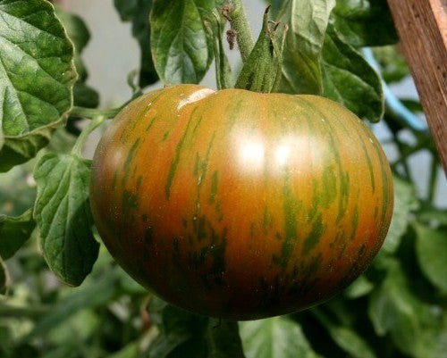 Vleestomaat 'Green Copia'