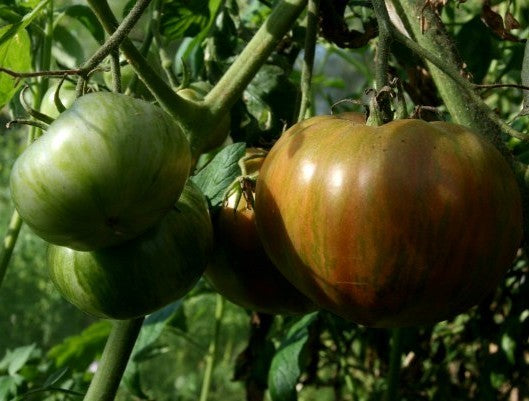 Vleestomaat 'Green Copia'
