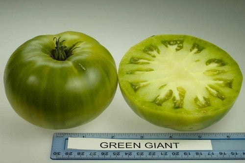Beef tomato 'Green Giant'