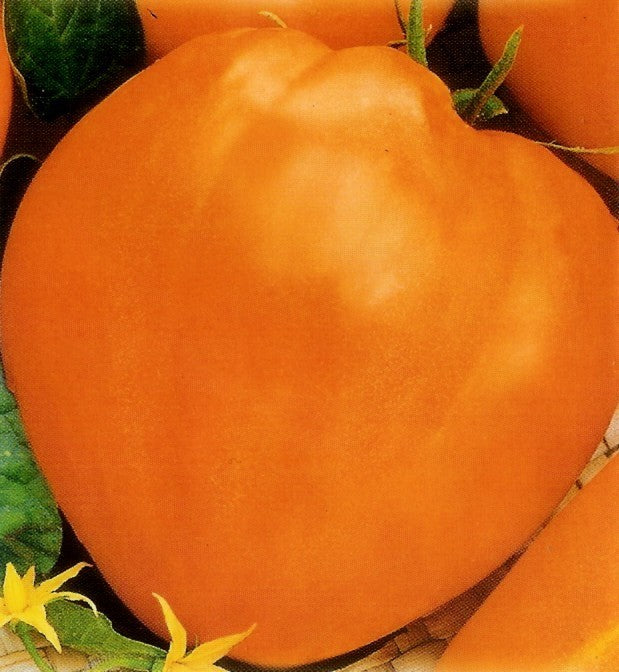 Vleestomaat 'Heart of Orange'