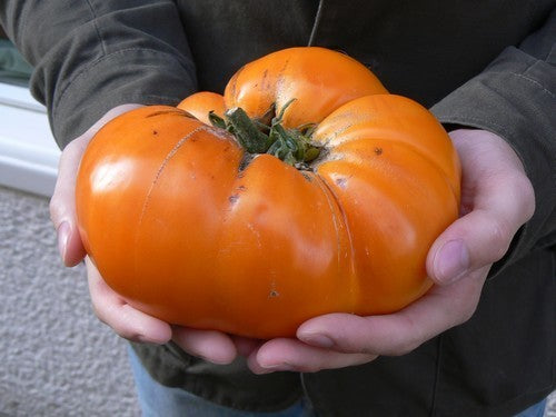 Vleestomaat 'Kellogg's Breakfast' / 'Orange Giant''