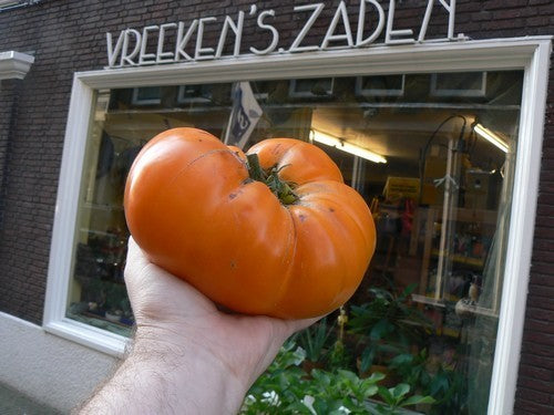 Vleestomaat 'Kellogg's Breakfast' / 'Orange Giant''