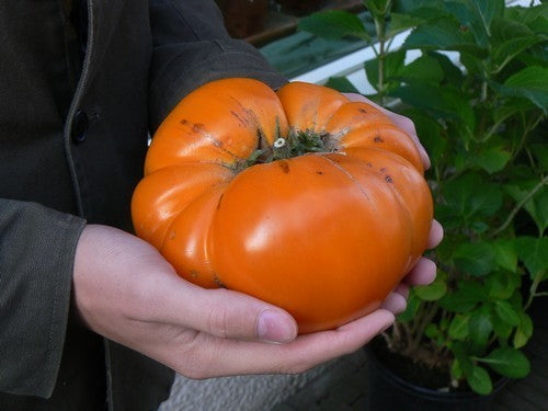 Vleestomaat 'Kellogg's Breakfast' / 'Orange Giant''