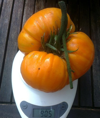 Vleestomaat 'Kellogg's Breakfast' / 'Orange Giant''