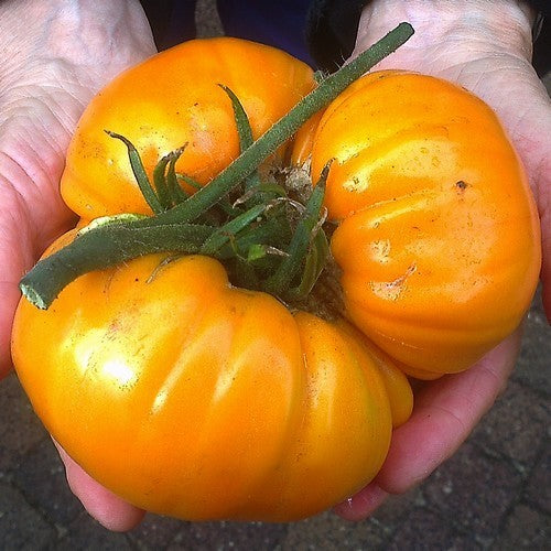 Vleestomaat 'Kellogg's Breakfast' / 'Orange Giant''