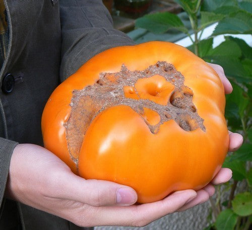 Vleestomaat 'Kellogg's Breakfast' / 'Orange Giant''