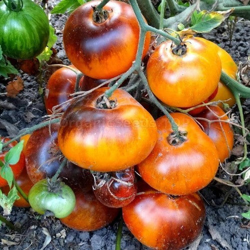 Beef tomato 'King Blue'