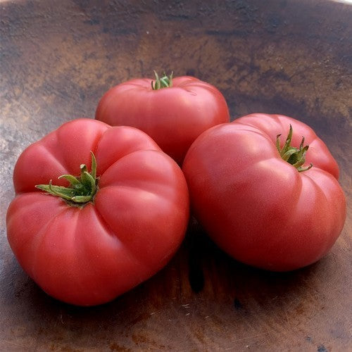 Beefsteak tomato 'Mrs. Maxwell's Big Italian'
