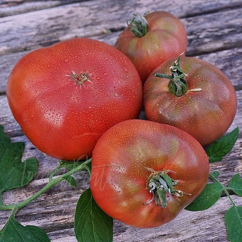 Vleestomaat 'Not Purple Strawberry'