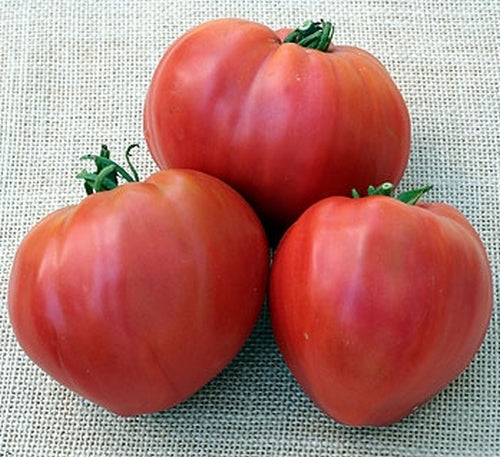Beefsteak tomato 'Kosovo'