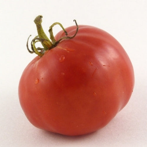Beef tomato 'Krasnodar Titans'
