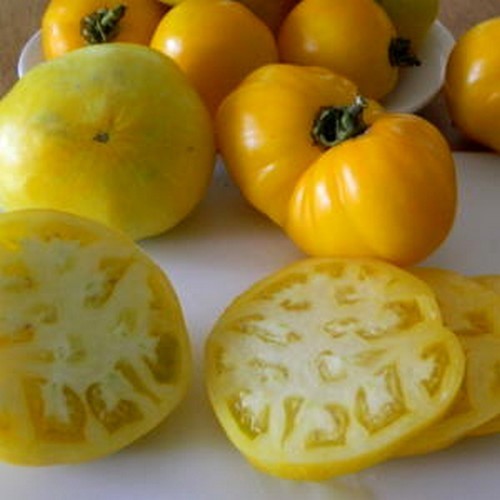 Vleestomaat 'Lillians Yellow Heirloom' / 'Gelbe Riesenfl'