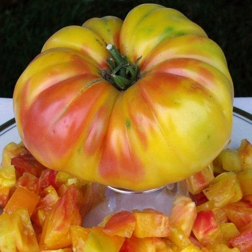 Beef tomato 'Marvel Striped' / 'Marvel'