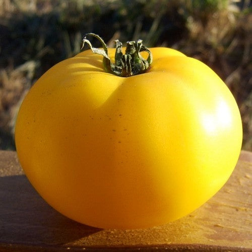 Vleestomaat 'Native Sun'