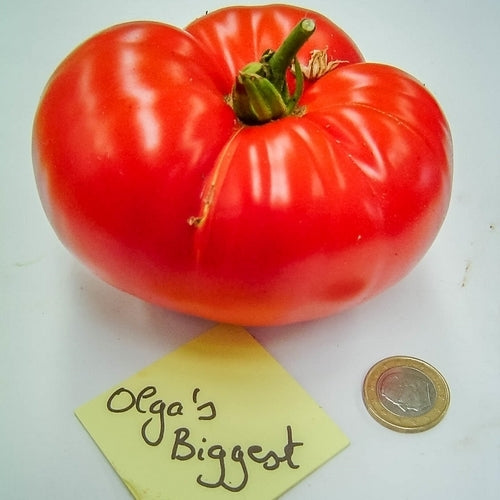 Vleestomaat 'Olga's Biggest''