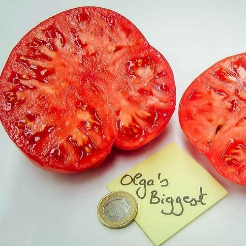 Vleestomaat 'Olga's Biggest''