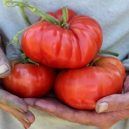 Beefsteak tomato 'Pantano' / 'Pomodoro'