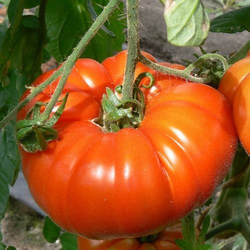 Vleestomaat 'Marmande'