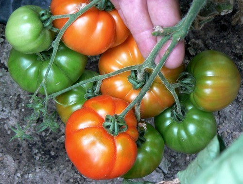 Vleestomaat 'Marmande'