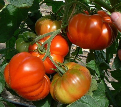 Vleestomaat 'Marmande'