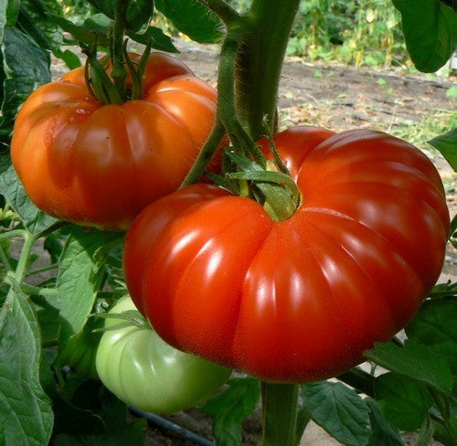 Vleestomaat 'Marmande'