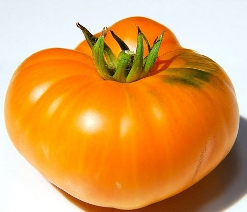 Beef tomato 'Persimmon'