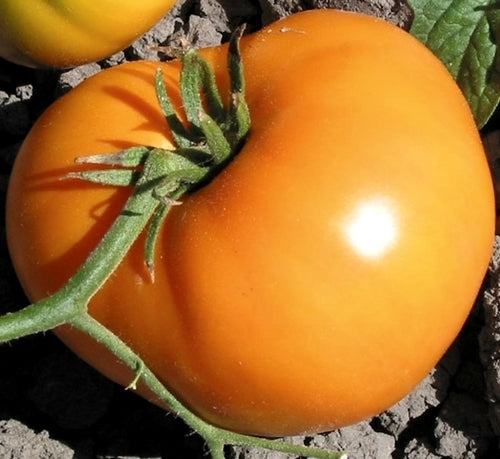 Beef tomato 'Persimmon'