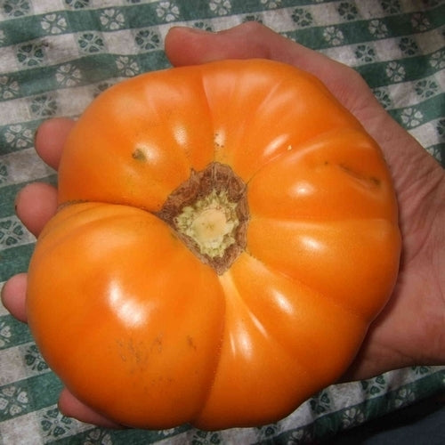 Beef tomato 'Persimmon'