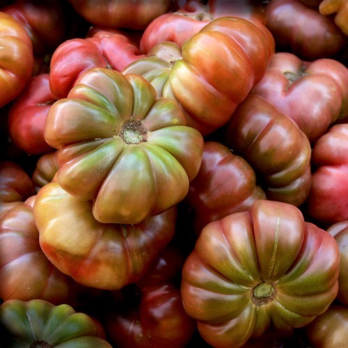 Vleestomaat 'Purple Calabash'