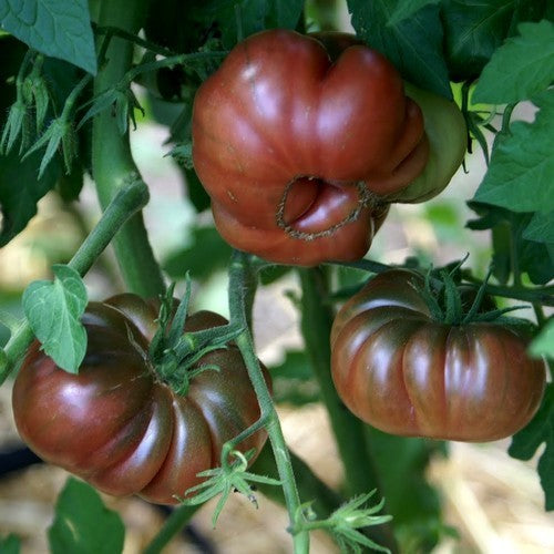 Vleestomaat 'Purple Calabash'