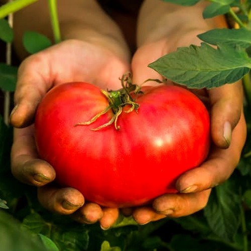 Beefsteak tomato 'Queen of Hearts'