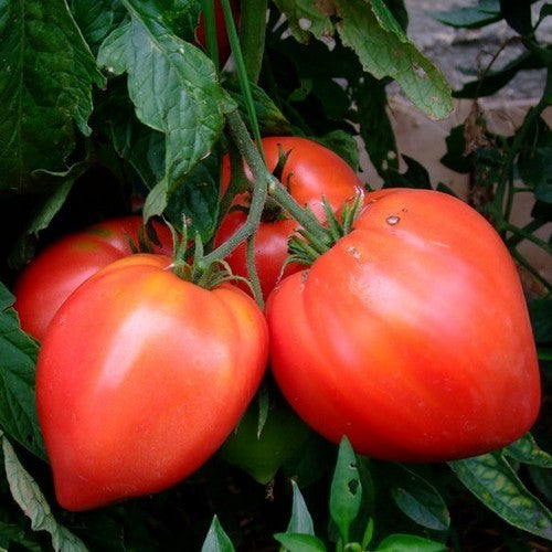 Beefsteak tomato 'Rote Herztomate'