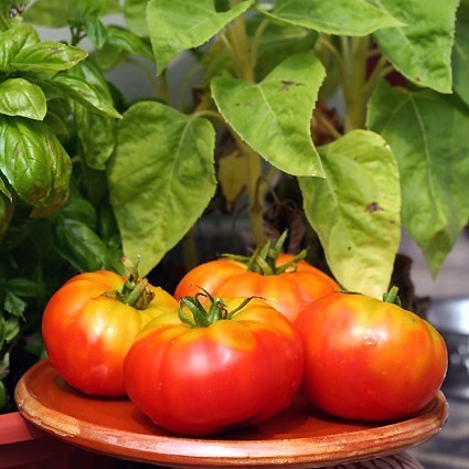 Beefsteak Tomato 'Rouge d'Iraq' / 'Rouge d'Irak'