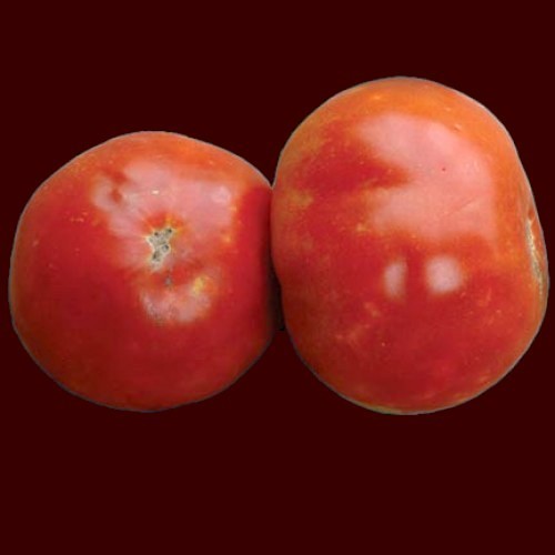 Beefsteak Tomato 'Rouge d'Iraq' / 'Rouge d'Irak'