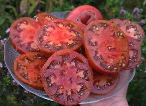 Vleestomaat 'Schwarze Tanne'