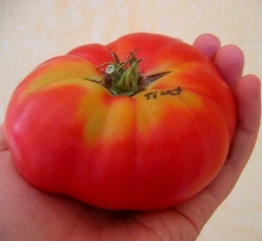Beefsteak Tomato 'Tibet Apple'