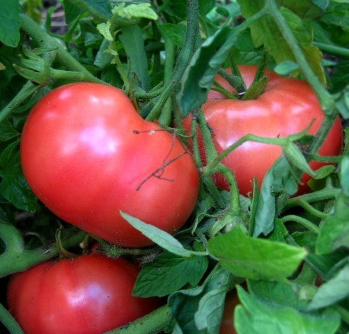 Beefsteak Tomato 'Tibet Apple'