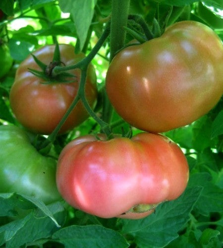 Beefsteak Tomato 'Tibet Apple'