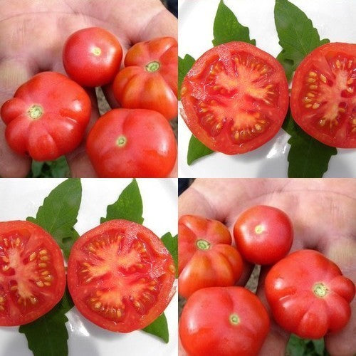 Beefsteak tomato 'Trèfle Du Togo'