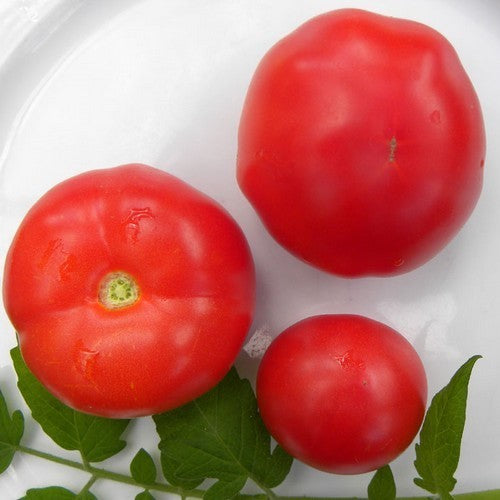Beefsteak tomato 'Trèfle Du Togo'