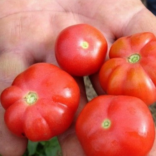 Beefsteak tomato 'Trèfle Du Togo'