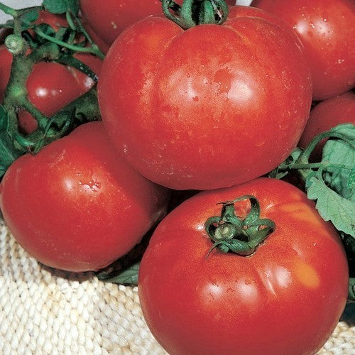 Beef Tomato 'Montalban' F1