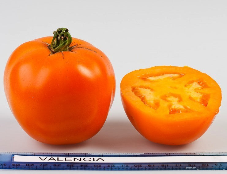 Vleestomaat 'Valencia'