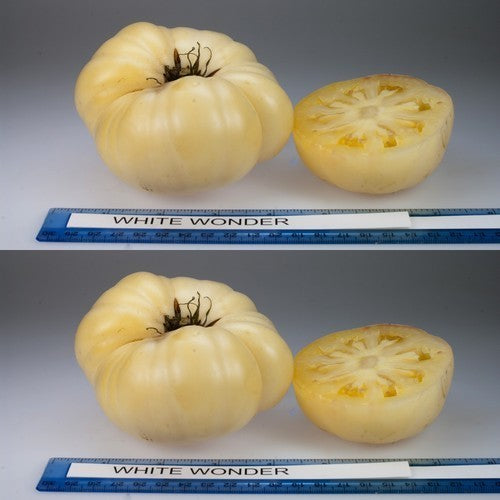 Beefsteak tomato 'White Wonder' / 'Snow White' / 'Snowball' /