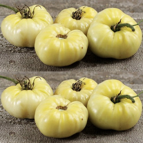 Beefsteak tomato 'White Wonder' / 'Snow White' / 'Snowball' /